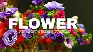 FLOWER TOP IMPORT AND EXPORT COUNTRIES - WHERE TO BUY AND SELL FLOWER IN THE GLOBAL MARKET