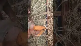 bio constru&ccedil;&atilde;o .... passo a passo