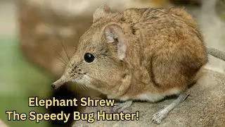 Elephant Shrew: The Speedy Bug Hunter!
