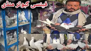 Fancy Kabootar Market Kallar Syedan | Today Latest Update Pigeon Market Price 3/2/2026 kabutar Mandi