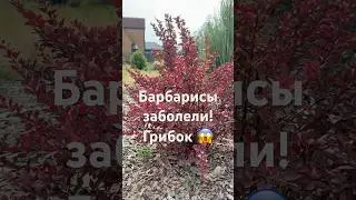 Барбарисы заболели! Это не ожог, а грибок 😱 #садоводство #скд