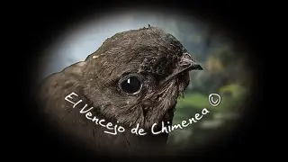 🕊️ Canto del Vencejo de Chimenea 🕊️
