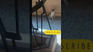 You Have 24 Hours to Watch the MOST ADORABLE Stray Kitten Moments