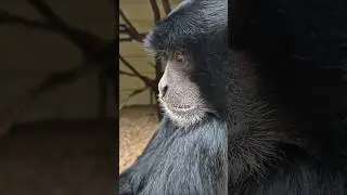 Colobus Monkey.