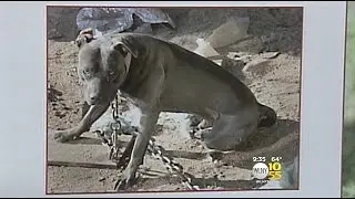 Officials, Advocates Call On LI Residents To Report Animal Abuse