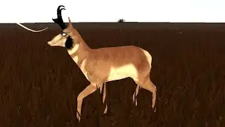 Surviving predators to be pronghorn [yellowstone unleashed] [roblox]