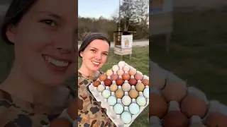 Farmstand 101 - Rainbow Eggs 🌈🥚 #eggtok #chickentok #chickens #homestead #backyardchickens #happychi