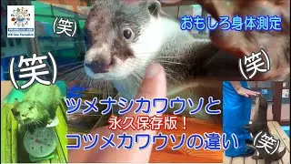 【カワウソ】コツメカワウソとツメナシカワウソの違い！おもしろ身体測定（伊勢シーパラダイス／水族館）