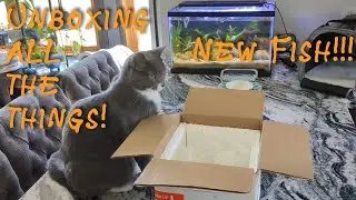 Unboxing Orange Venezuelan Cory Catfish and orders from KJE Aquatics/StephenP2003