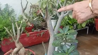 How to Prune Adeniums//What is the right time to do & why
