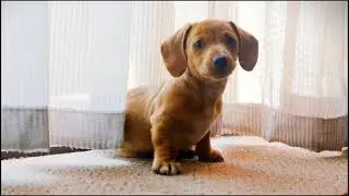 The Most Funny and Cute Puppy On YouTube | यूट्यूब पर सबसे प्यारा पिल्ला |