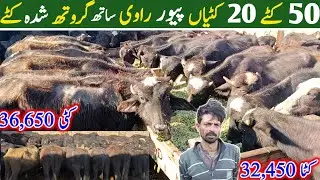 Khush-Khabri!Top Katta Farming Business in Pakistan| Best Farming Business | Nili Ravi Katta Farming