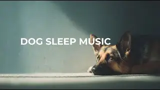 528Hz Calming Music for Dogs | Stress & Anxiety Relief (2 Hours)