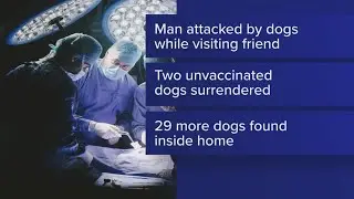 More than 30 dogs seized in Van Zandt County after man hospitalized in dog attack