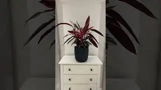 Just like marantas, calatheas and ctenanthe, the Stromanthe triostar is constantly moving throughout