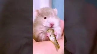 Adorable hamster eating dried fish🐹 so cute #hamster #hamstershorts #shorts