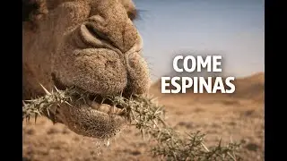 C&oacute;mo el camello puede comer espinas🐪