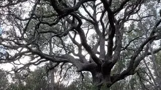 How to identify a deciduous or evergreen holly oak. A fabulous several-hundred-year-old oak tree.