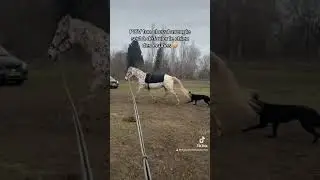 Il paye sa pension 🤡 #fail #humour #cheval #horse #dog #chien #bergerallemand