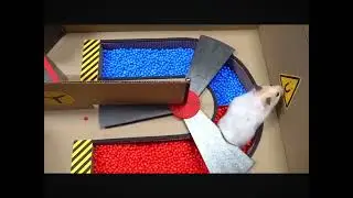Sorry for the weird text I messed up #hamster #maze