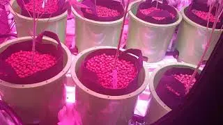 Ganja Grow Gardens | Back 2 Business | Flowering stage week 4 | Holy Grail Week 4 | How 2 Grow Weed