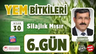 Yem Bitkileri - Slajlık Mısır 6.Gün