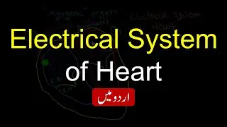 Electrical System of the Heart | The Nodal Tissue | Grade 10 | In Urdu / Hindi | Ilmium