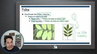 Botânica (Morfologia) - Folha