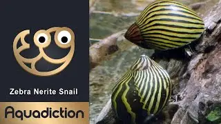 Zebra Nerite Snail - Best Algae Eating Snail