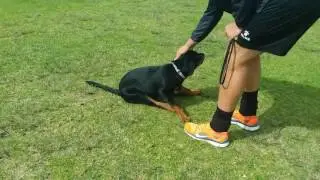 JLPP