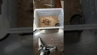 SCORPION vs TARANTULA SPIDER FIGHTING FOR PREY, who will win Insect Stories 29