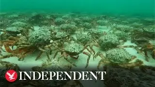 Hundreds of spider crabs swarm Cornwall beaches