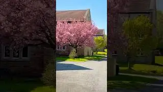A Quiet Spring Day in West Yorkshire 🌸 #shorts #slowliving  #aestheticvlog #westyorkshire #uk #2022