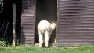 Alpaca pope