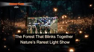 The Forest That Blinks Together | Nature&rsquo;s Rarest Light Show #usa  #knowledge #facts #viral #nature