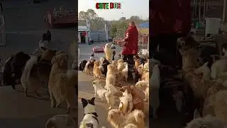 Cut dog eating food #shorts #dog