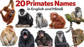 20 Monkey Family Animals Name 🐒 | Hindi & English | Animals Name | Kids Learning Videos