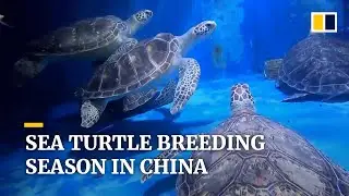 Sea turtle breeding season off to a good start in southern China
