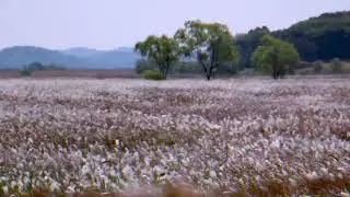 Softspoken Skeleton | Gentle Rambling In A Windy Field - for Rest and Sleep (12 Min)