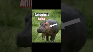 Duniya Ke Top 5 Sabse Dangerous Animals | 100% Real Facts#facts mine @FactsMine