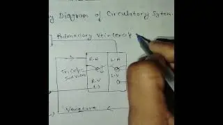 #raydiagrams #humancirculatorysystem #medicalstudent #upboard #aspirants
