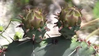 Botanischer Garten Bern  HD 2018/19     Ein Spaziergang