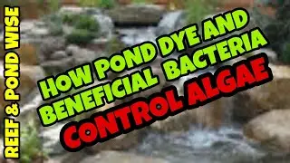 POND DYE FOR ALGAE CONTROL. HOW THEY WORK.