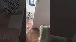 Titi mi bb
