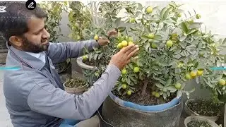 Trick to get heavy fruiting on lemon plant 