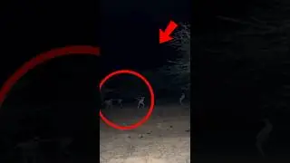 ЕСЛИ ВЫ УВИДИТЕ ЭТО СТРАННОЕ СУЩЕСТВО В ЛЕСУ... БЕГИТЕ НЕМЕДЛЕННО!! 😱
