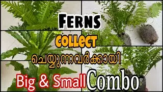 Combo Offer | Big Ferns And Small Ferns | Jiffy Plants | Varieties Fern
