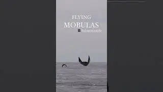Stories from The Sea of Cortez: flying mobulas