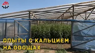 Опыты с кальцием на овощах