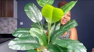 Where to get big plants for as low as ksh 600, kamukunji/Kariakoo shopping||amazing plugs